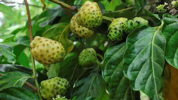 El noni contiene polisacáridos y oligosacáridos que nutren la flora intestinal