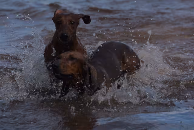 Cabe destacar que durante este año pocas veces se ha visto a tantos perritos en esta playa
