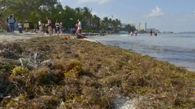 Los barcos que ayudan a la contención del sargazo en Quintana Roo reciben mantenimiento en Veracruz