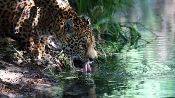 La deforestación es una gran amenaza para esta especie La deforestación es una gran amenaza para esta especie