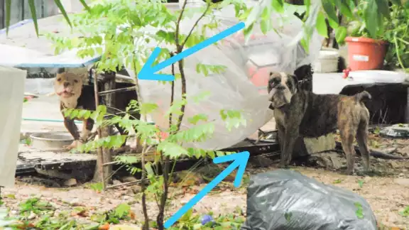 Abandonan en la calle a dos perros en la Supermanzana 48 de Cancún Abandonan en la calle a dos perros en la Supermanzana 48 de Cancún