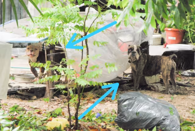 Abandonan en la calle a dos perros en la Supermanzana 48 de Cancún