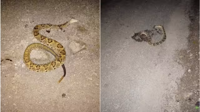 Foto: Alejandro Colli