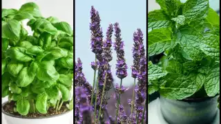 Cinco plantas para ahuyentar a las cucarachas