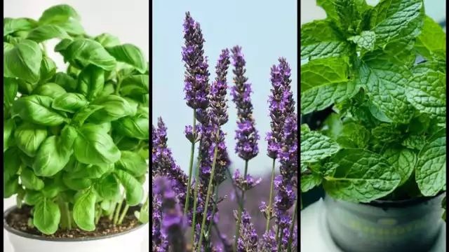 La proliferación de cucarachas incrementa con la temporada de lluvias y pueden ser molestas