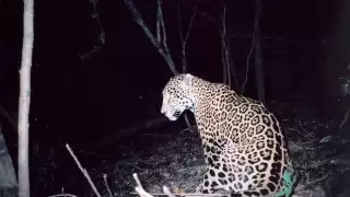 Deforestación obliga a jaguares campechanos a migrar a campos ganaderos: Greenpeace