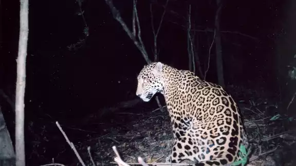 De acuerdo con datos de la SEMABICC existe un aumento considerable en la población de jaguares De acuerdo con datos de la SEMABICC existe un aumento considerable en la población de jaguares