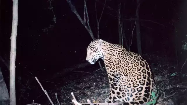 De acuerdo con datos de la SEMABICC existe un aumento considerable en la población de jaguares