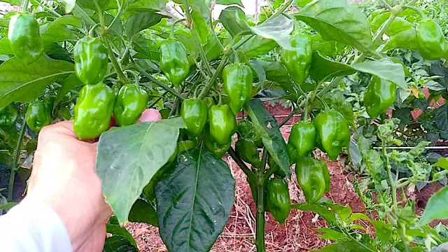 El chile habanero destaca como parte esencial de la gastronomía yucateca