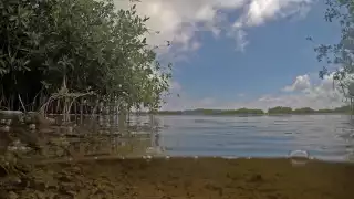 Quintana Roo pierde la mitad del manglar