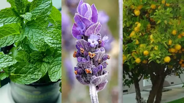 La temporada de lluvias 2022 inició en junio pasado