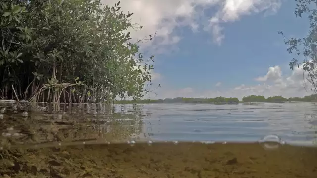 Asentamientos irregulares en Chuburná contaminan el ecosistema, denuncia especialista de la UNAM