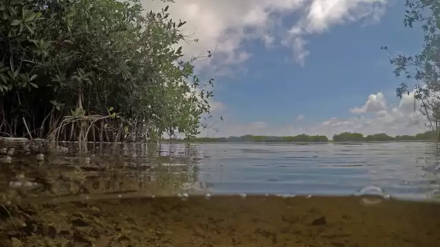 Quintana Roo pierde la mitad del manglar