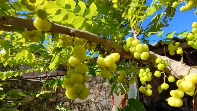 La grosella se vende en bolsas de hasta 10 pesos