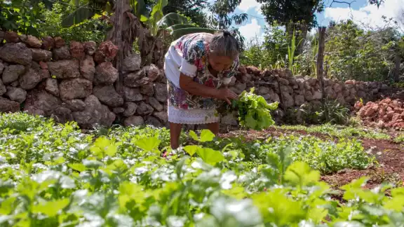 A lo largo de casi dos décadas, su patio lo ha convertido en todo un huerto donde cultiva rábano, cilantro, lechuga y cebollina, entre otros productos