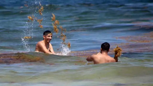 De las 47 playas que tiene Quintana Roo ocho están con catalogada con nivel alto de sargazo