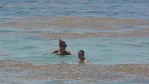El sargazo sigue afectando las costas del Caribe Mexicano