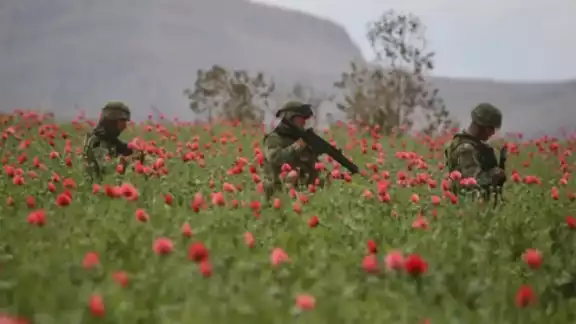Destruyen plantío de amapola más grande del 2023 en Sinaloa Destruyen plantío de amapola más grande del 2023 en Sinaloa