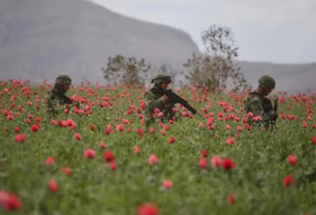 Destruyen plantío de amapola más grande del 2023 en Sinaloa