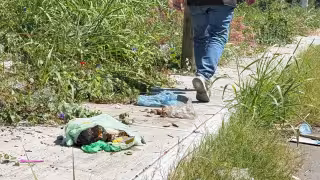 Lote baldío en Champotón genera foco insalubre y peligroso