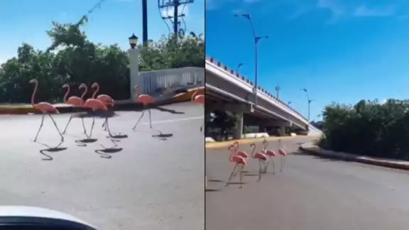 Celestún y Sisal son la zonas de mayor anidación de flamencos en Yucatán Celestún y Sisal son la zonas de mayor anidación de flamencos en Yucatán