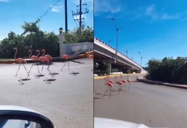 Celestún y Sisal son la zonas de mayor anidación de flamencos en Yucatán