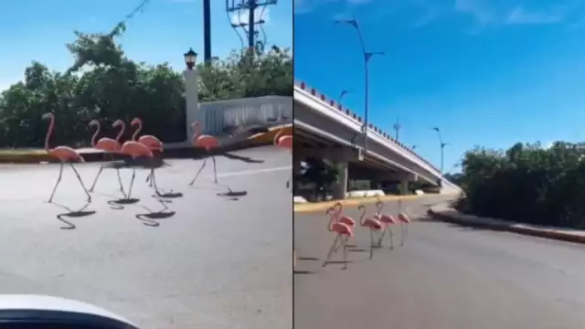Celestún y Sisal son la zonas de mayor anidación de flamencos en Yucatán