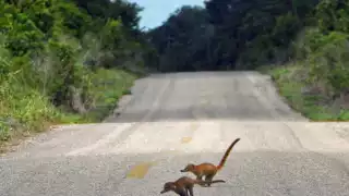 No consideraron temas ambientales y de protección