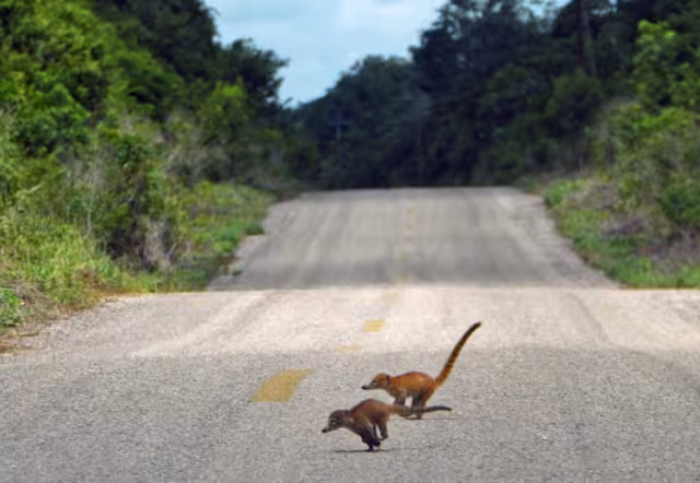 No consideraron temas ambientales y de protección