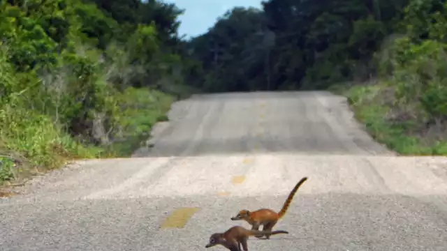 No consideraron temas ambientales y de protección