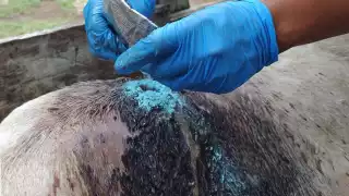 En una semana, detectan 75 nuevos casos del gusano barrenador de ganado en Yucatán