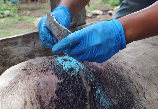 Están distribuidos en 30 municipios, lo que eleva a 381 el número total de contagios en Yucatán