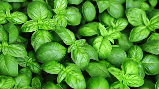 La abahaca brotó cerca de la tumba de Jesús y desde entonces ha sido relacionado con la adoración de la cruz