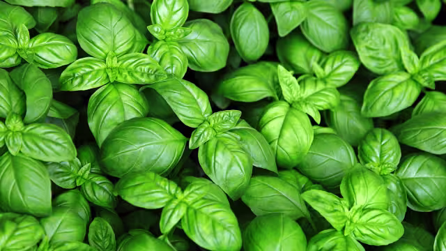 La abahaca brotó cerca de la tumba de Jesús y desde entonces ha sido relacionado con la adoración de la cruz