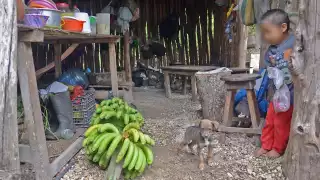La carencia de alimentos en la Zona Norte de Quintana Roo se incrementó considerablemente en Tulum, que rebasó la cifra de Cancún por dos puntos