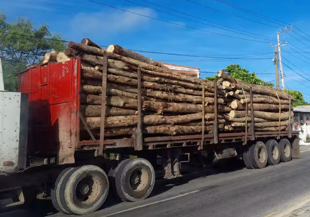 De las 80 mil 900 hectáreas verdes que Campeche perdió en 2020, 32 mil 400 son de bosque húmedo