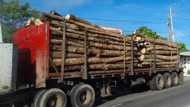 De las 80 mil 900 hectáreas verdes que Campeche perdió en 2020, 32 mil 400 son de bosque húmedo