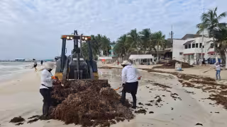 Prevén hasta 60 mil toneladas de sargazo en Playa del Carmen; duplicaría cifra de 2025