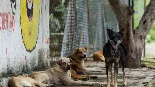 El perro fue hallado con espuma en el hocico