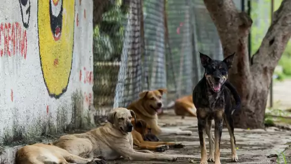 El perro fue hallado con espuma en el hocico El perro fue hallado con espuma en el hocico
