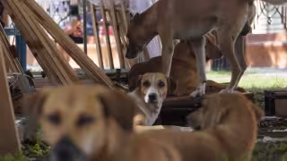 Hasta 5 años de cárcel por maltrato animal en Campeche: 10 casos recibirán sentencia