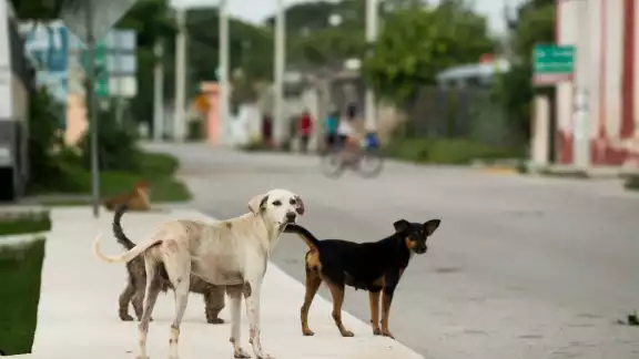 Se han registrado 6,600 personas atacadas por un perro Se han registrado 6,600 personas atacadas por un perro