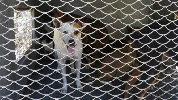 “Sanando Corazones Perrunos” logró este año la esterilización de 150 canes en abandono