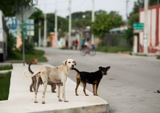 Se han registrado 6,600 personas atacadas por un perro