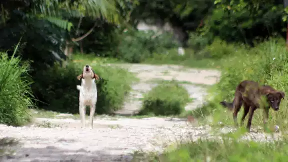 Hay quienes creen que es un tema de tráfico de animales