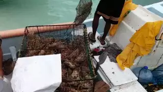 Disminuye un 33% el costo de la langosta viva en Isla Mujeres