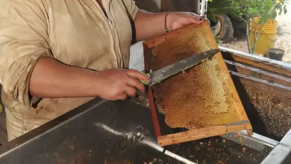 Las granjas porcícolas están afectando la producción de miel, naranja dulce y limón Las granjas porcícolas están afectando la producción de miel, naranja dulce y limón