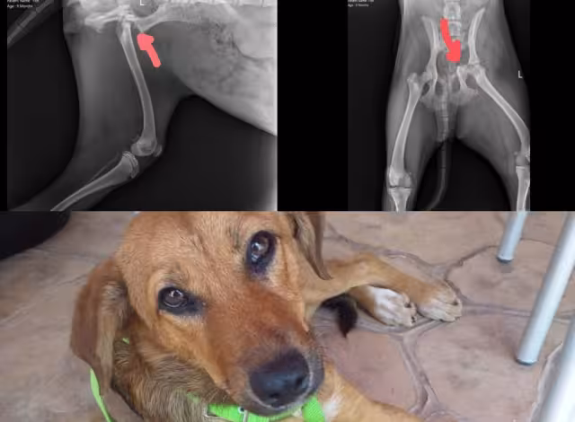 Foto: Facebook Jaki Tzuc