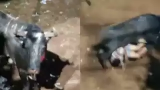 El hombre fue embestido y pisoteado por el toro de más de 200 kilos