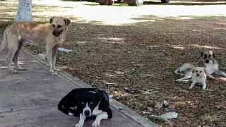 Dueños usan las redes sociales para localizar a sus canes